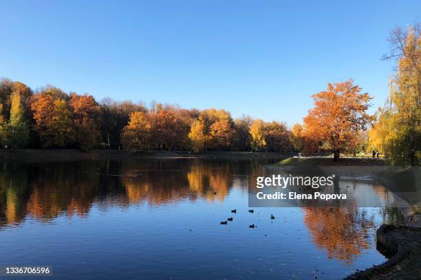 gold coloured autumn trees against beautiful city lake place - september stockfoto's en -beelden