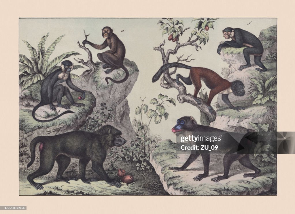 Primates, hand-colored chromolithograph, published in 1869