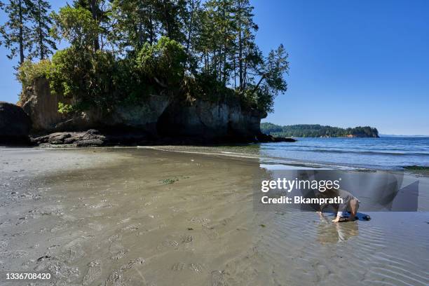 toddler playing on the rugged pacific coastline in the beautiful olympic national park in western washington state usa. - olympic peninsula stock pictures, royalty-free photos & images