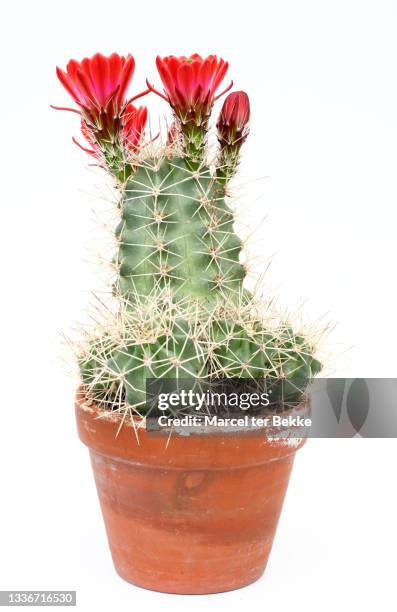 echinopsis cactus in bloom - cactus white background stock-fotos und bilder