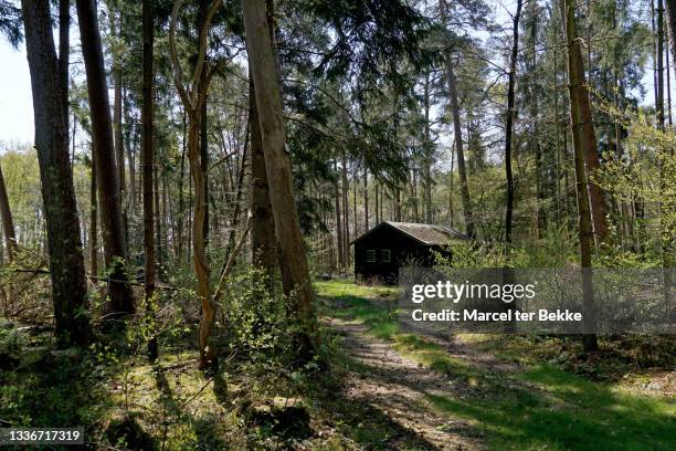 cabin in the woods - cabin in the woods stock-fotos und bilder