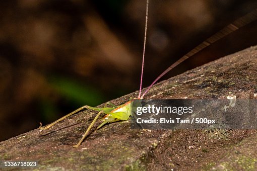 Ko Hong Insect Closeup Of Insect On Rock Hong Kong High-Res Stock Photo - Getty Images