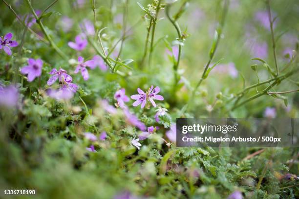 close-up of purple flowering plants on field,tempelhofer feld,germany - arbusto stock-fotos und bilder