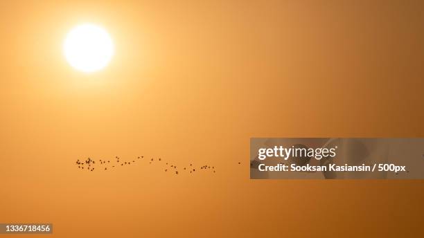 low angle view of silhouette of birds flying against sky during sunset - seagull stockfoto's en -beelden