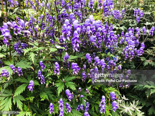 aconitum napellus flower in bloom - monkshood stock pictures, royalty-free photos & images