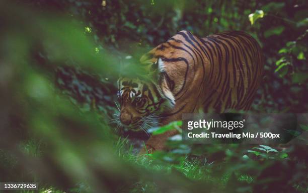 close-up of tiger in forest - mia woods stock pictures, royalty-free photos & images