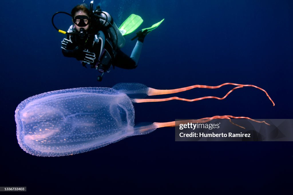 Sea Wasp and diver.