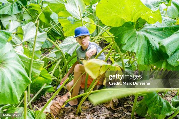 boy cutting stems of a plant - utility knife stock pictures, royalty-free photos & images