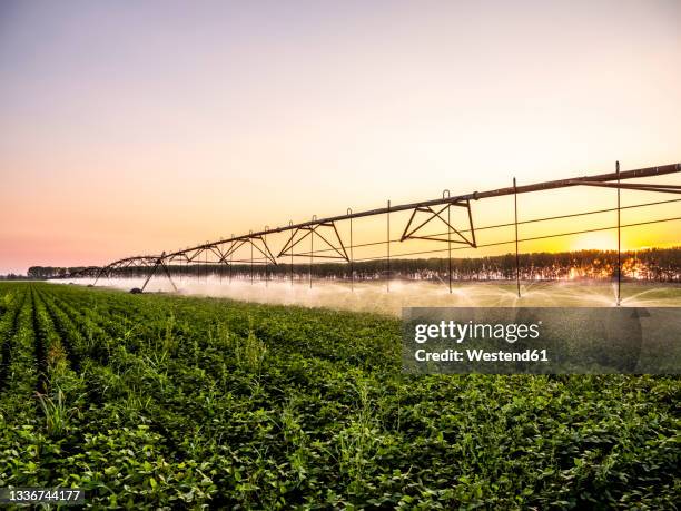 agricultural sprinkler watering soybean field at sunset - spraying soybeans stock pictures, royalty-free photos & images