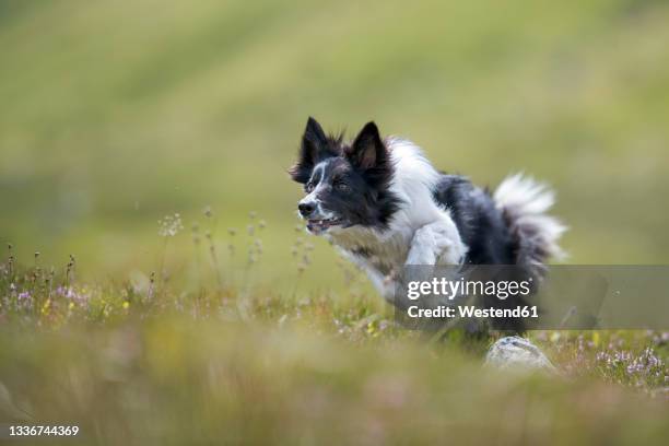 border collie playing in meadow - border collie stock pictures, royalty-free photos & images