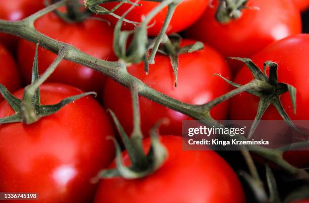 cherry tomatoes - tomato plant stock pictures, royalty-free photos & images