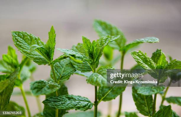 fresh mint plant - mint leaves stock pictures, royalty-free photos & images