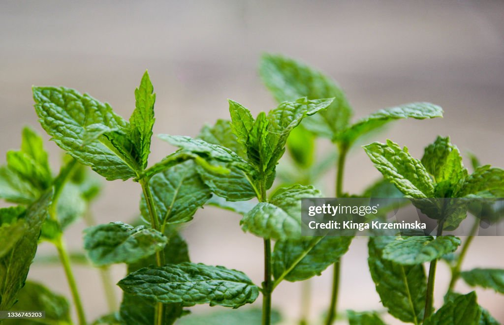 Fresh mint plant