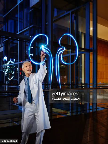 male nephrologist light painting kidney in laboratory at hospital - urologie stock-fotos und bilder
