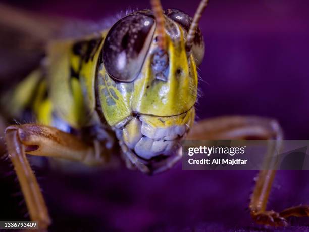 grasshopper teeth - krekels en sprinkhanen stockfoto's en -beelden