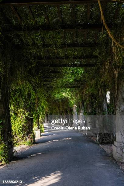 liana around a long arch - wroclaw stock pictures, royalty-free photos & images