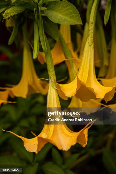 close up of the pendulous apricot blooms on brugmansia versicolor, angels trumpet (formerly datura) in full bloom growing in a garden. background is blurred with focus on the foreground flower. - angels trumpet stock pictures, royalty-free photos & images