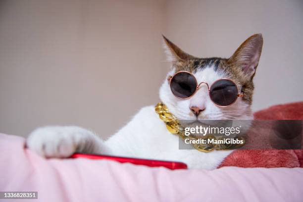 cat is wearing sunglasses and use smartphone - animal selfies 個照片及圖片檔