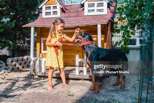 little girl playing with her dog - big dog little dog stock pictures, royalty-free photos & images