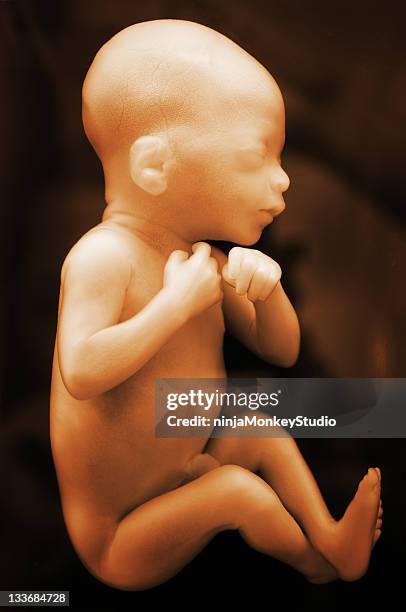 menschliche baby - fetus stock-fotos und bilder