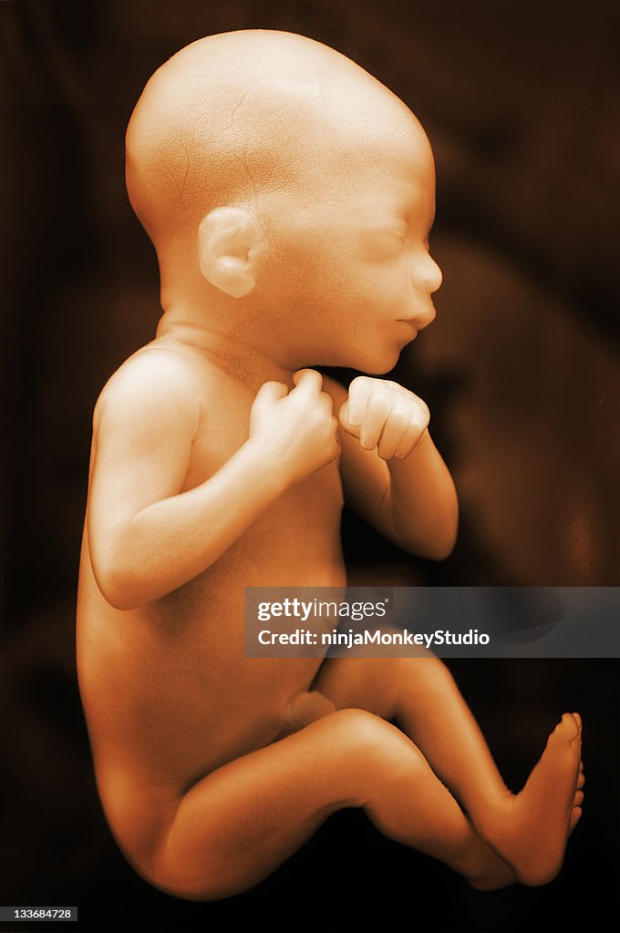 Vertical illustration of a human fetus