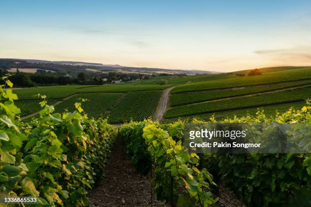 row vine grape in champagne vineyards at montagne de reims countryside village background - bordeaux wine - fotografias e filmes do acervo