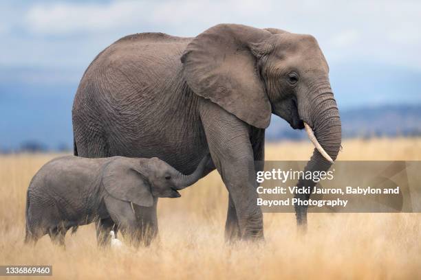 mother elephant nursing young in soft golden grass at amboseli, kenya - threatened species stock-fotos und bilder