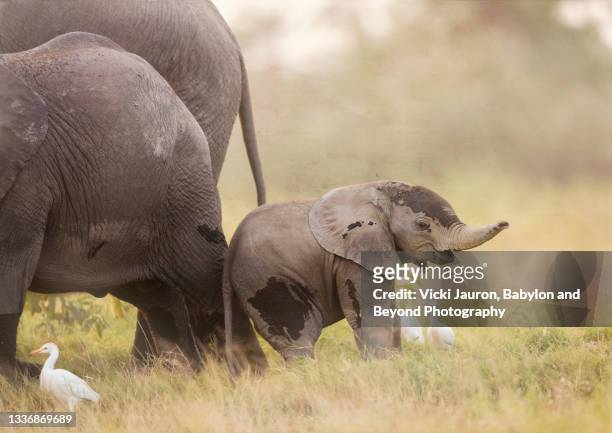 adorable young elephant calf with family and egret in warm sunset light at amboseli, kenya - cattle egret fotografías e imágenes de stock