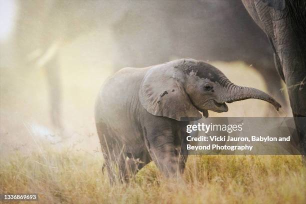 beautiful close up of  young elephant calf in warm sunset light at amboseli, kenya - elephant calf stock pictures, royalty-free photos & images