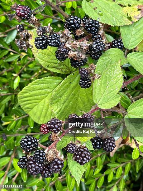 himalayan blackberry bush (rubus armeniacus) - rubus armeniacus stock pictures, royalty-free photos & images