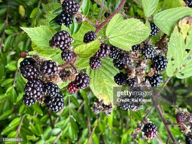himalayan blackberry bush (rubus armeniacus) - rubus armeniacus stock pictures, royalty-free photos & images