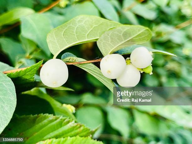 common snowberry plant with white berries (symphoricarpos albus) - symphoricarpos stock pictures, royalty-free photos & images