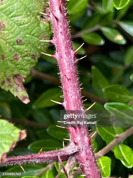 himalayan blackberry bush thorny stem in close up (rubus armeniacus) - rubus armeniacus stock pictures, royalty-free photos & images