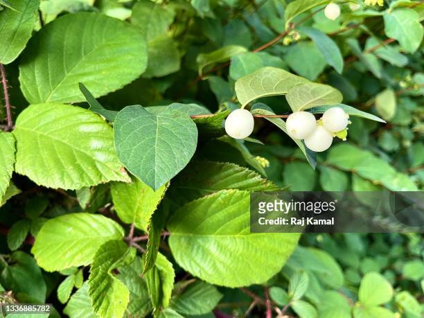 common snowberry plant with white berries (symphoricarpos albus). - symphoricarpos stock pictures, royalty-free photos & images
