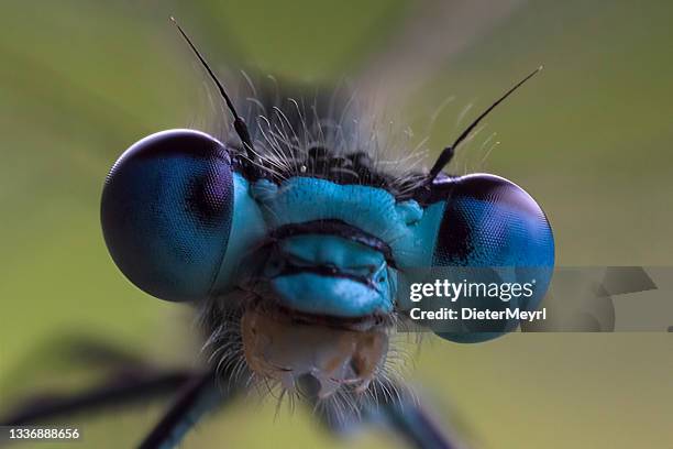 libélula - damselfly fotografías e imágenes de stock