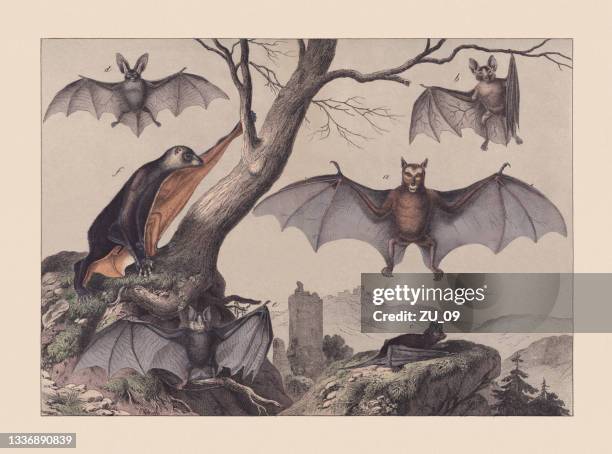 ilustrações, clipart, desenhos animados e ícones de morcegos (quiroptera), cromatógrafo de cor à mão, publicado em 1869 - megabats megachiroptera