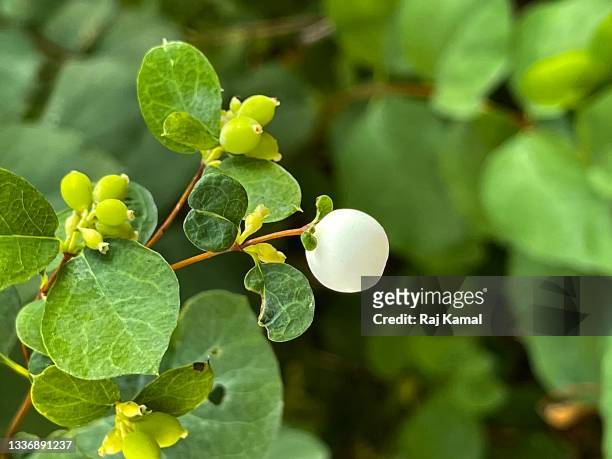 common snowberry plant showing white berries (symphoricarpos albus). - symphoricarpos stock pictures, royalty-free photos & images