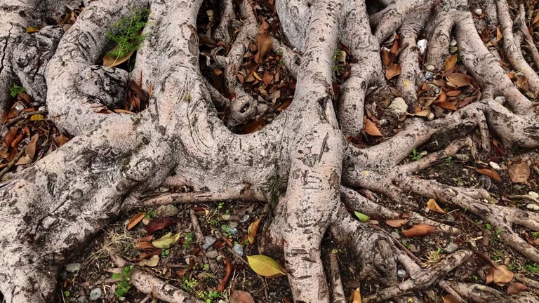 4 Tree Roots 9,027 Tree Roots Stock Videos, Footage, & 4K Video Clips - Getty Images