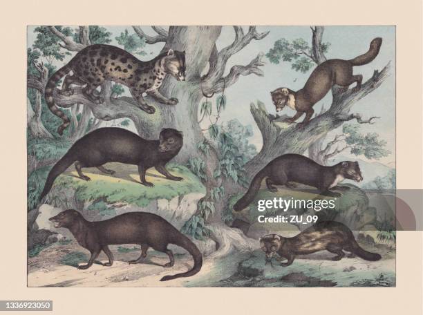 predators (viverridae and mustelidae), hand-colored chromolithograph, published in 1869 - meerkat stock illustrations
