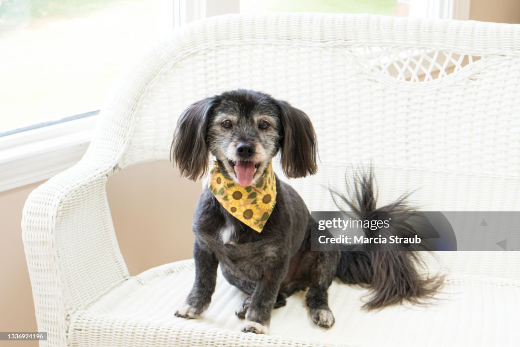 Dog Sitting Indoors with Yellow Bandana