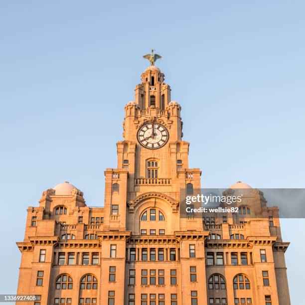 square crop of the royal liver building - turmuhr stock-fotos und bilder