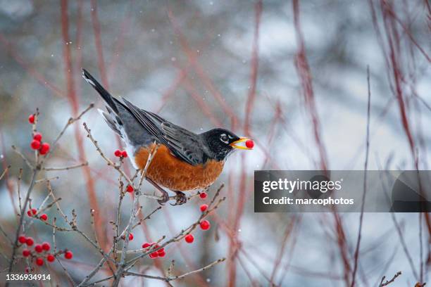 amsel von amerika( turdus migratorius), american robin 2 - robin stock-fotos und bilder