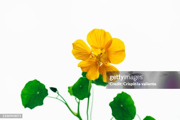 closeup of yellow nasturtium flower on white background - nasturtium stockfoto's en -beelden