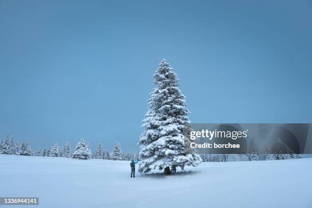 man standing by the christmas tree - fir tree stock pictures, royalty-free photos & images