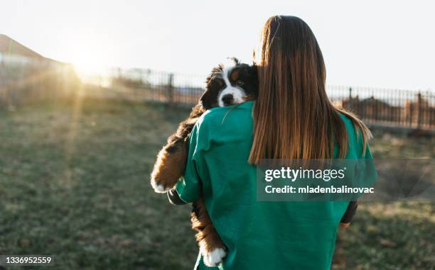 dog shelter - pound stock pictures, royalty-free photos & images