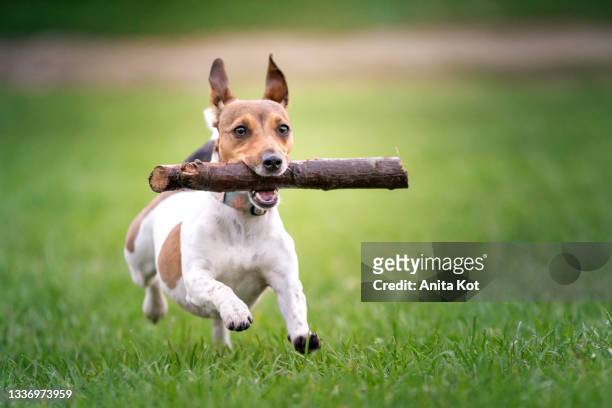 a dog running with a stick in its mouth - bastone foto e immagini stock