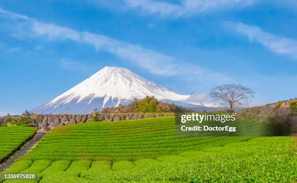 scenic view of green tea plantation and fuji mountain background at imamiya, fuji, shizuoka, japan - green tea plantation leaves stock-fotos und bilder