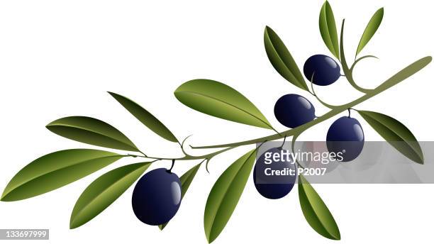 illustrazioni stock, clip art, cartoni animati e icone di tendenza di nero olive branch - ramo di ulivo