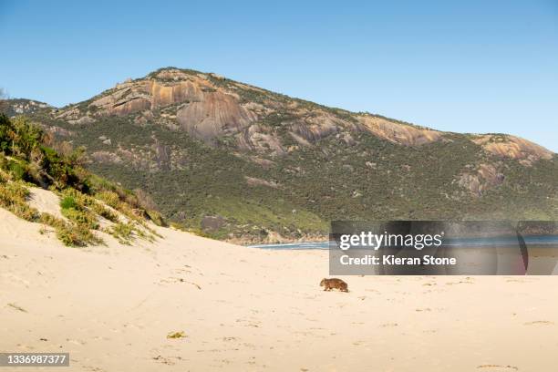 wombat on a beach - wombat stock pictures, royalty-free photos & images