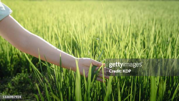 female hand is touching through of rice leaves at agricultural rice fields during sunset. - green wheat stock pictures, royalty-free photos & images